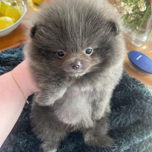 Puppies for Adoption