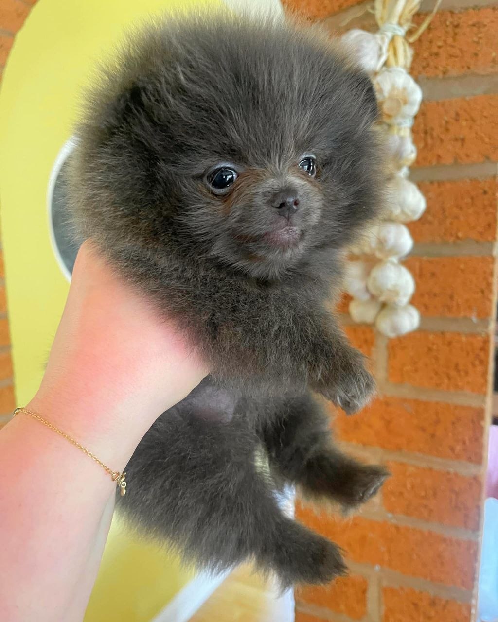 Puppies for Adoption