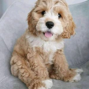 Puppies for Rehoming adoption