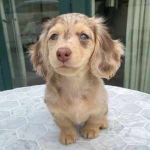 Puppies for Sale