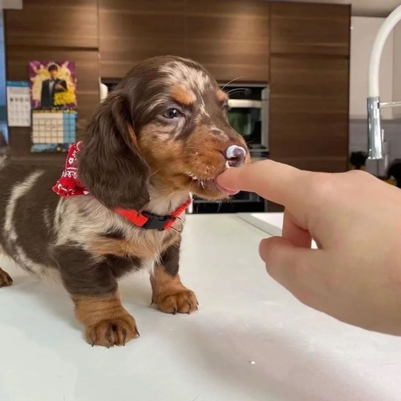 Puppy Adoption Near Me