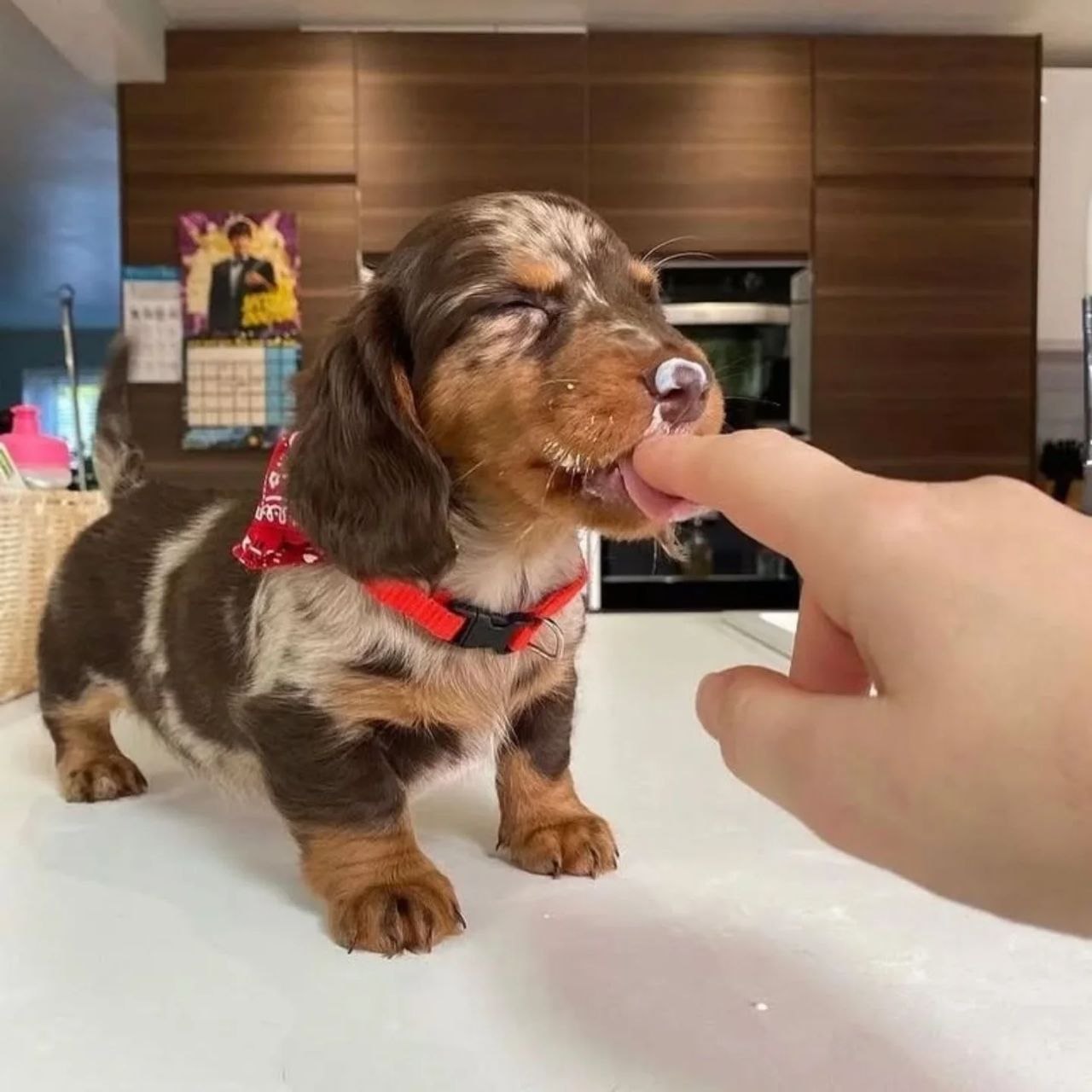 Puppy Adoption Near Me