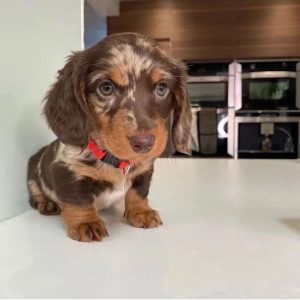 Puppy Adoption Near Me