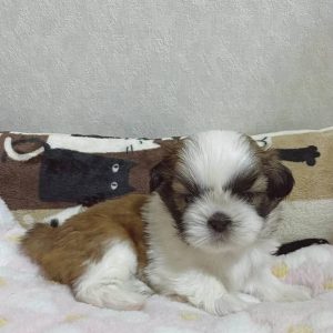 Puppy Placement