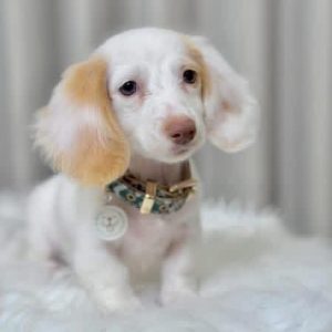 Puppy Rehoming adoption