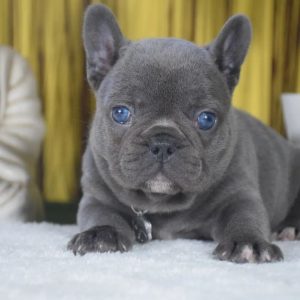 Vaccinated Puppy Rescue Dogs