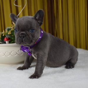 Puppy Rescue Near Me adoptable