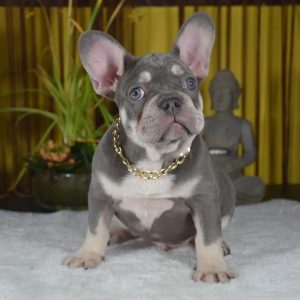 Puppy Rescue adoption Rehoming