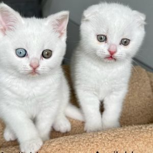 Purebred Kittens Seeking Forever