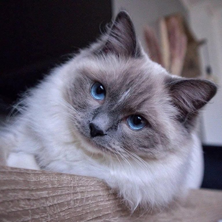 Ragdoll Cats for Adoption