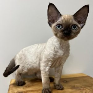 Rare Breed Kittens adoption