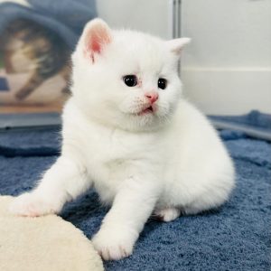 Ready to Go Kittens adoption
