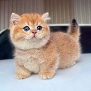 Registered Kittens adoption