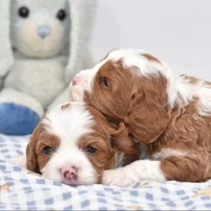 Rehome Cavapoo Dogs Colorado