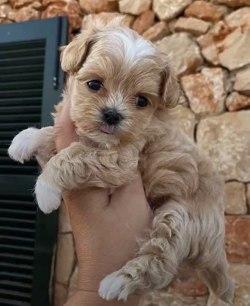 Rehome Cavapoo Dogs Florida adoption puppies