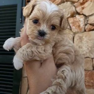 Rehome Cavapoo Dogs Florida adoption puppies