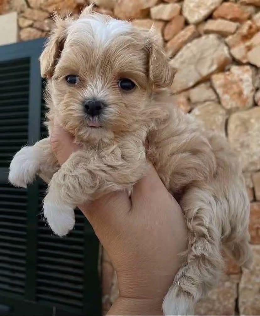 Rehome Cavapoo Dogs Florida adoption puppies