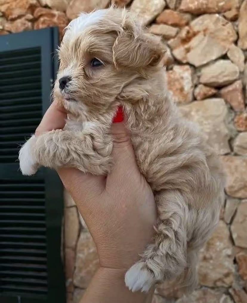 Rehome Cavapoo Dogs Florida adoption puppies