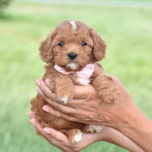Rehome Cavapoo Dogs Georgia