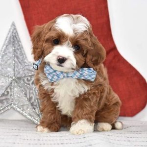Rehome Cavapoo Dogs Hawaii