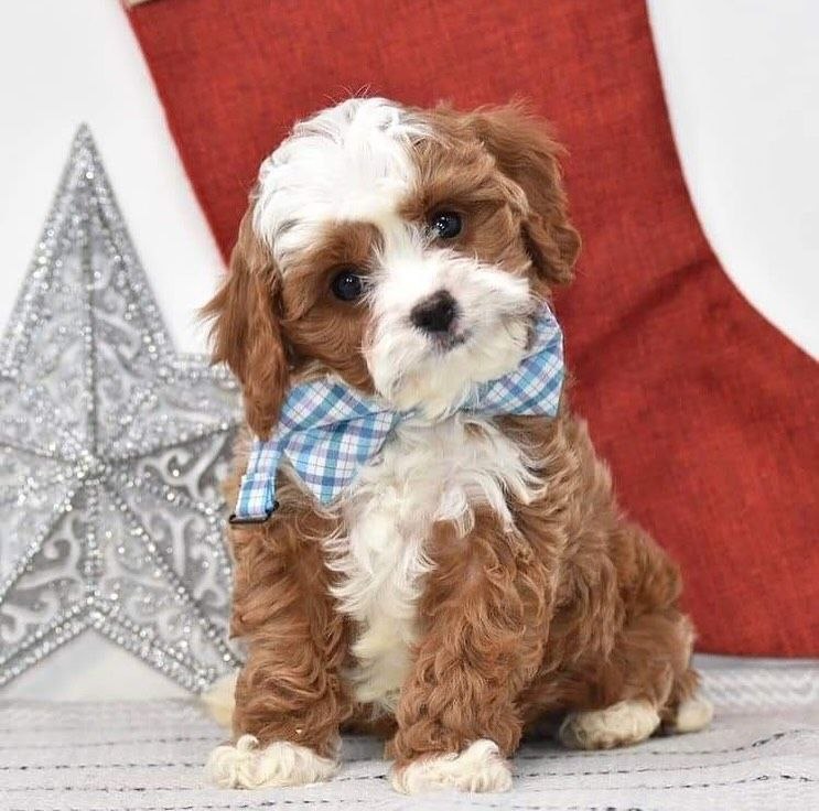 Rehome Cavapoo Dogs Hawaii