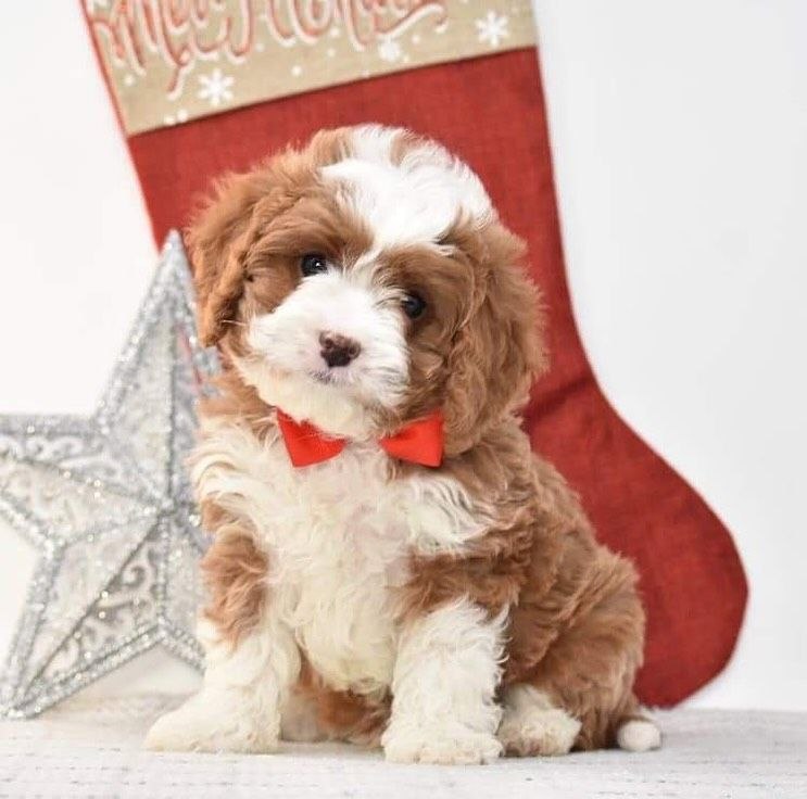 Rehome Cavapoo Dogs Hawaii