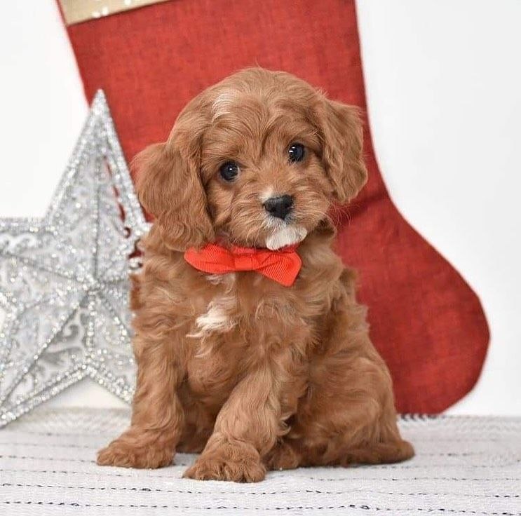 Rehome Cavapoo Dogs Hawaii