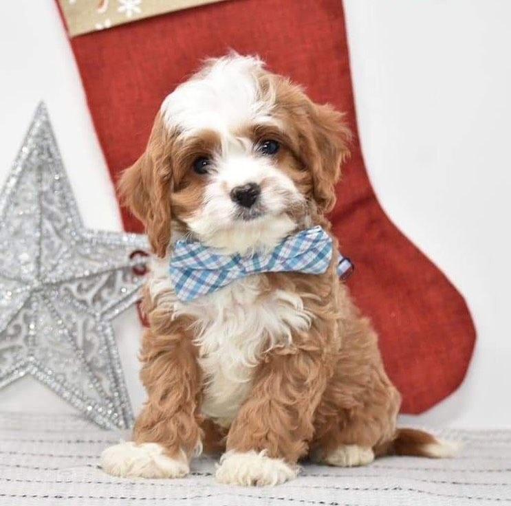 Rehome Cavapoo Dogs Hawaii