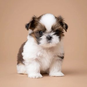 Rescue Companion Puppies