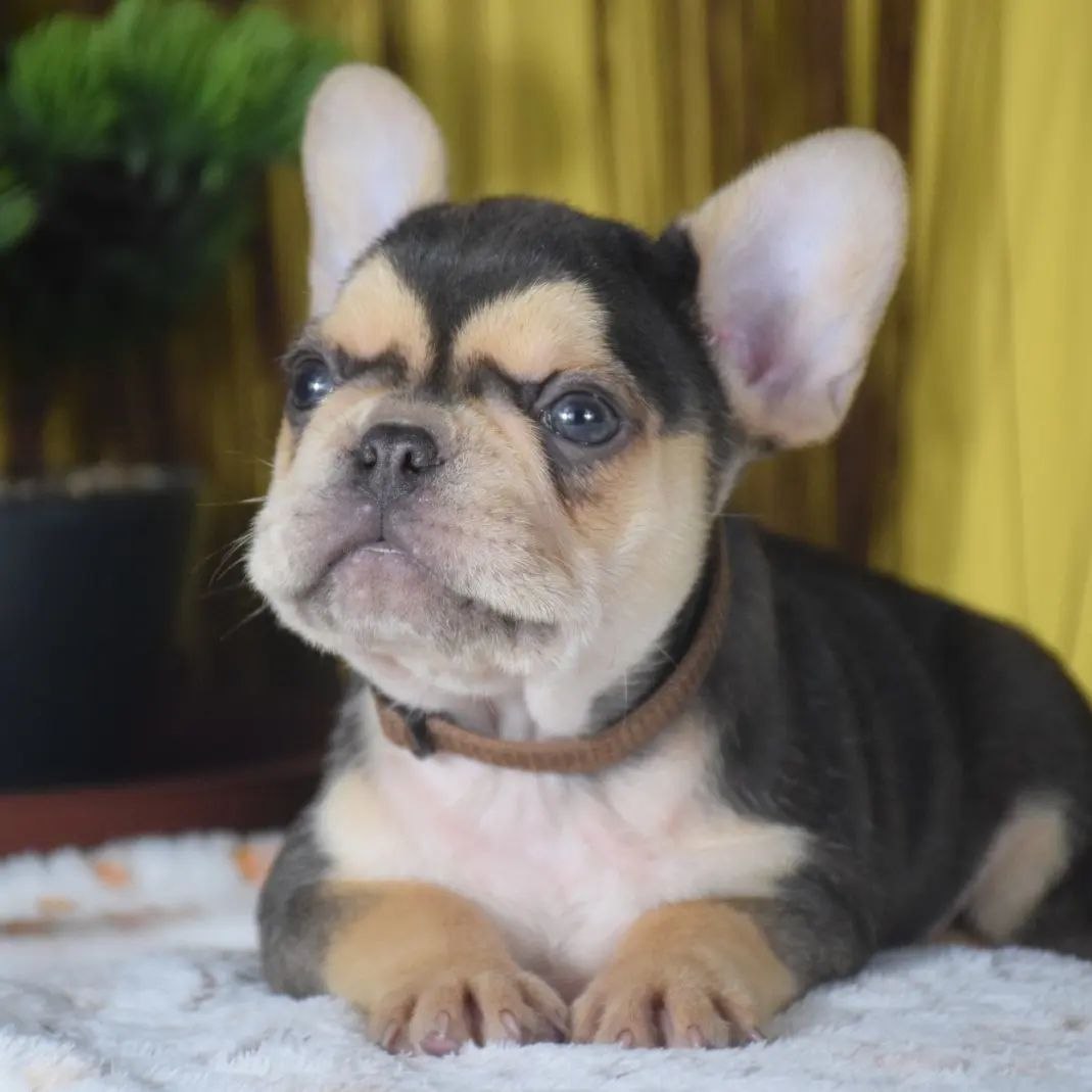 Rescue Dogs for Adoption Rehoming