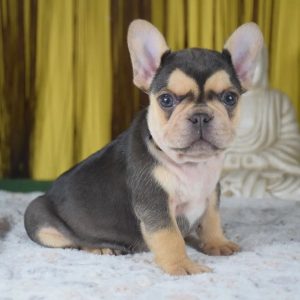Rescue Dogs for Adoption Rehoming