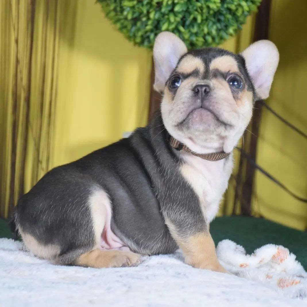 Rescue Dogs for Adoption Rehoming