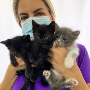 Rescue Kittens