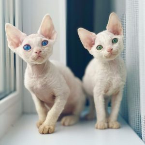 Rescue Kittens adoption