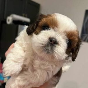 Rescue Puppies Available