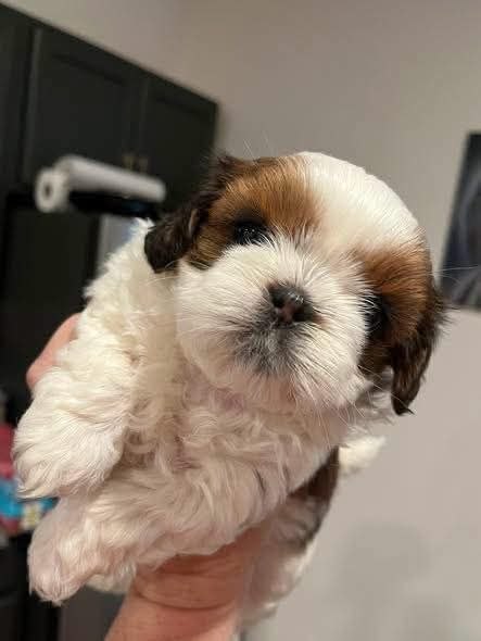 Rescue Puppies Available