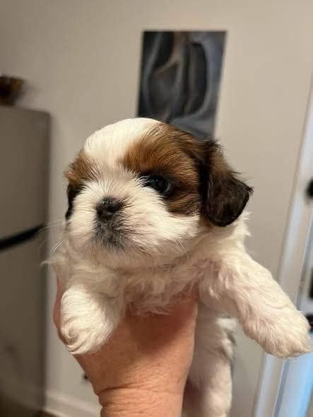 Rescue Puppies Available