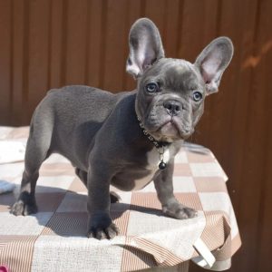 Rescue Puppies Near Me adoption