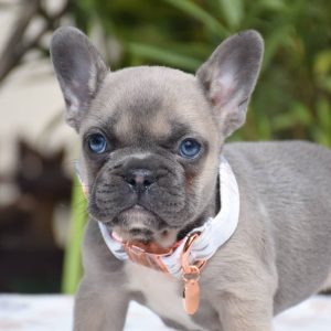 Rescue Puppies adoption
