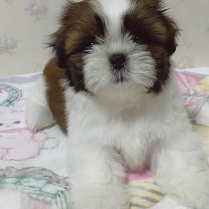 Responsible Puppy Rehoming