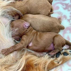 Ruby Cavapoo pet for rehoming for adoption