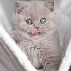 Scottish Fold Cat Rescue