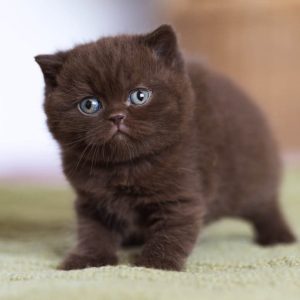 Scottish Fold Kitten Adoption
