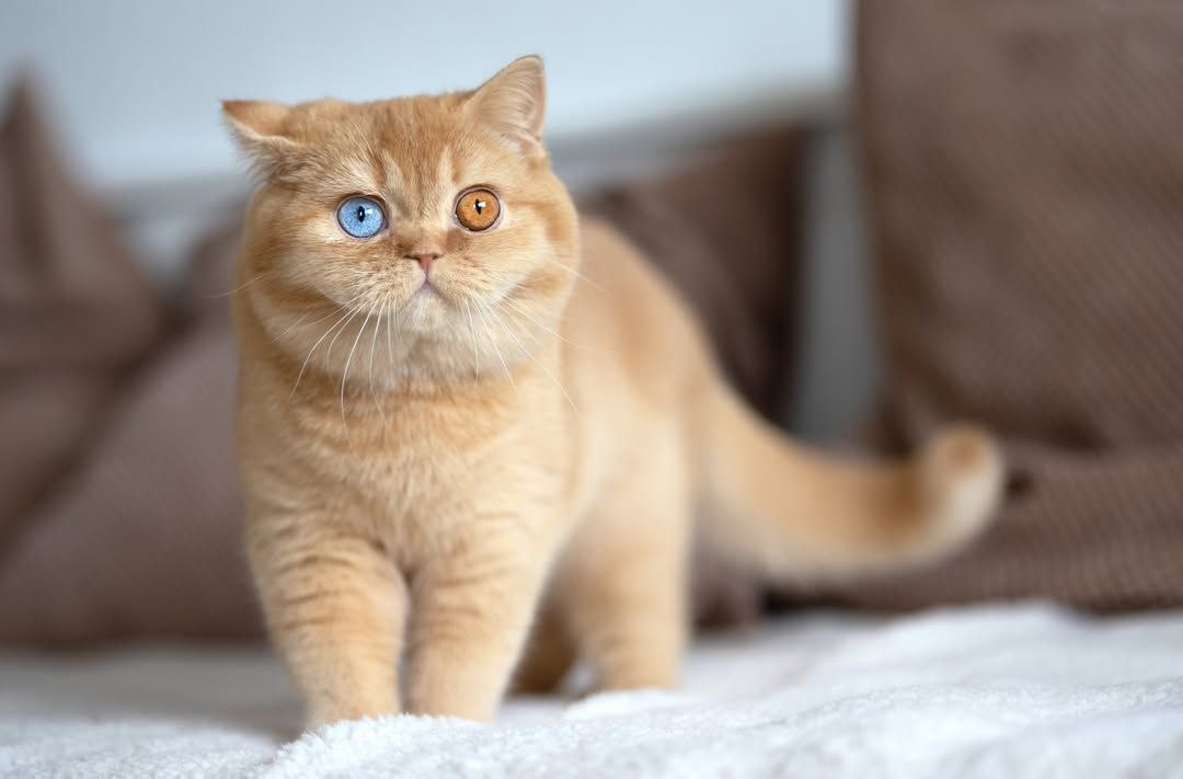 Scottish Fold Kitten Rehoming