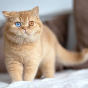 Scottish Fold Kitten Rehoming