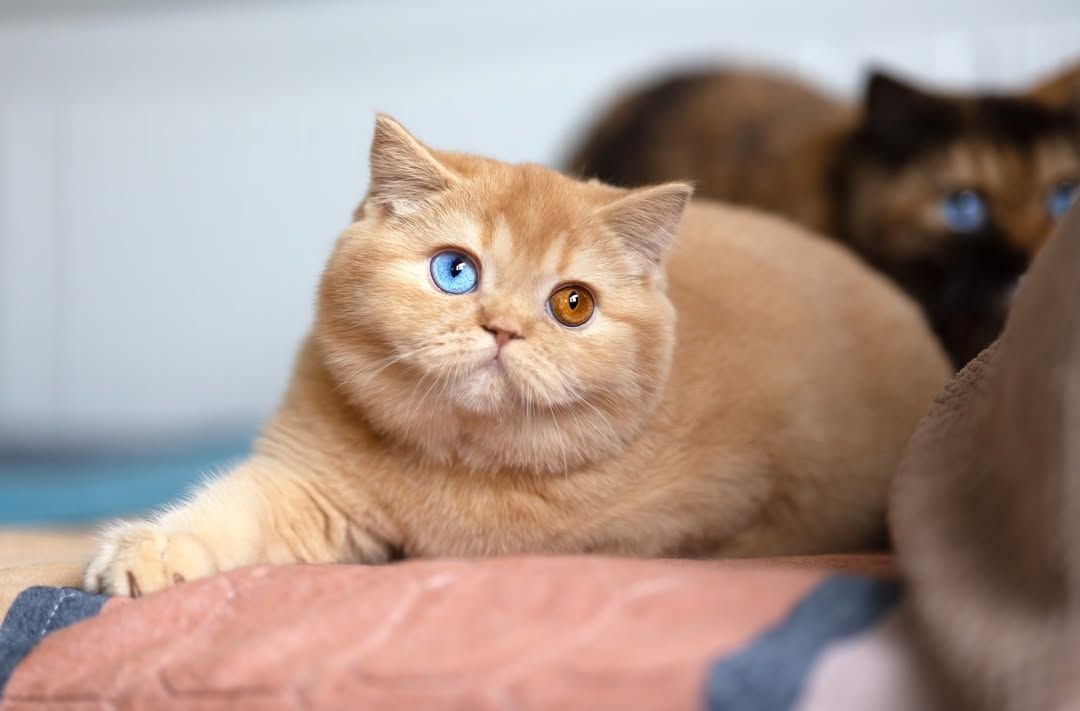 Scottish Fold Kitten Rehoming