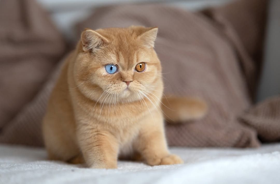 Scottish Fold Kitten Rehoming