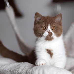 Scottish Fold Kittens Available