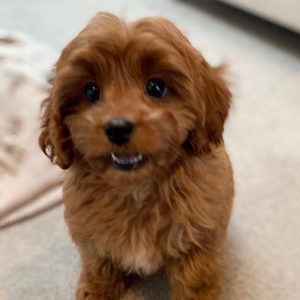 Scout Cavapoo puppies