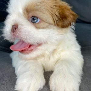 Scout Cavapoo puppy